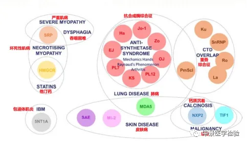 抗肌炎抗体谱检测 图片