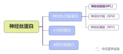 神经丝轻链蛋白